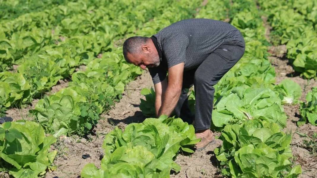 Hatay’da Marul Hasadı Erken Başladı: Tarlada 25, Reyonda 70 TL! 6